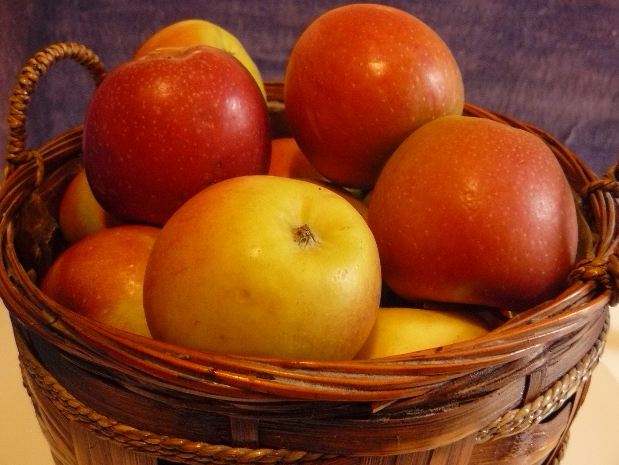 Az alma fontosabb kórokozóiról 