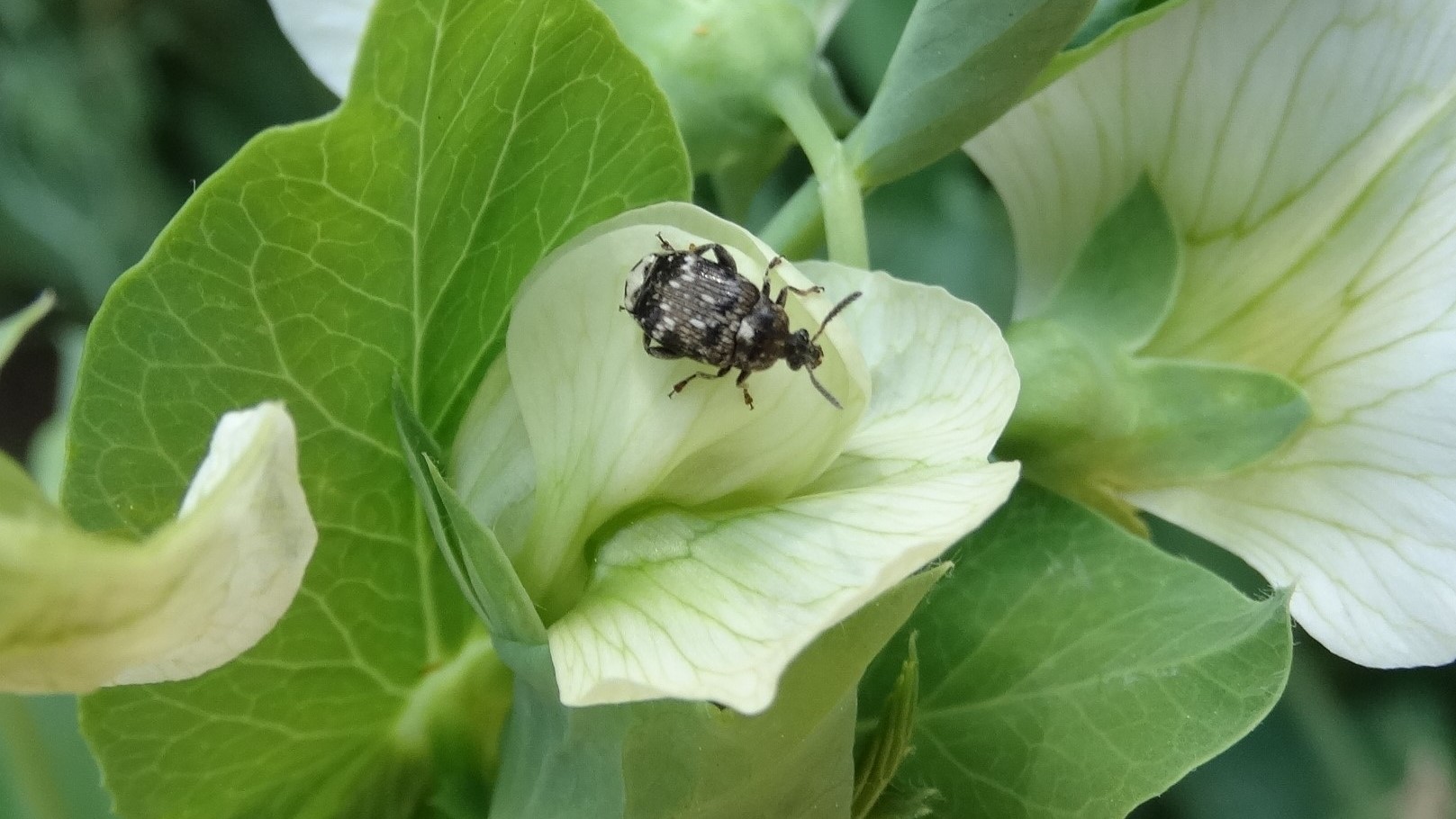 Növényvédelmi teendők – 2024. május 3. hét