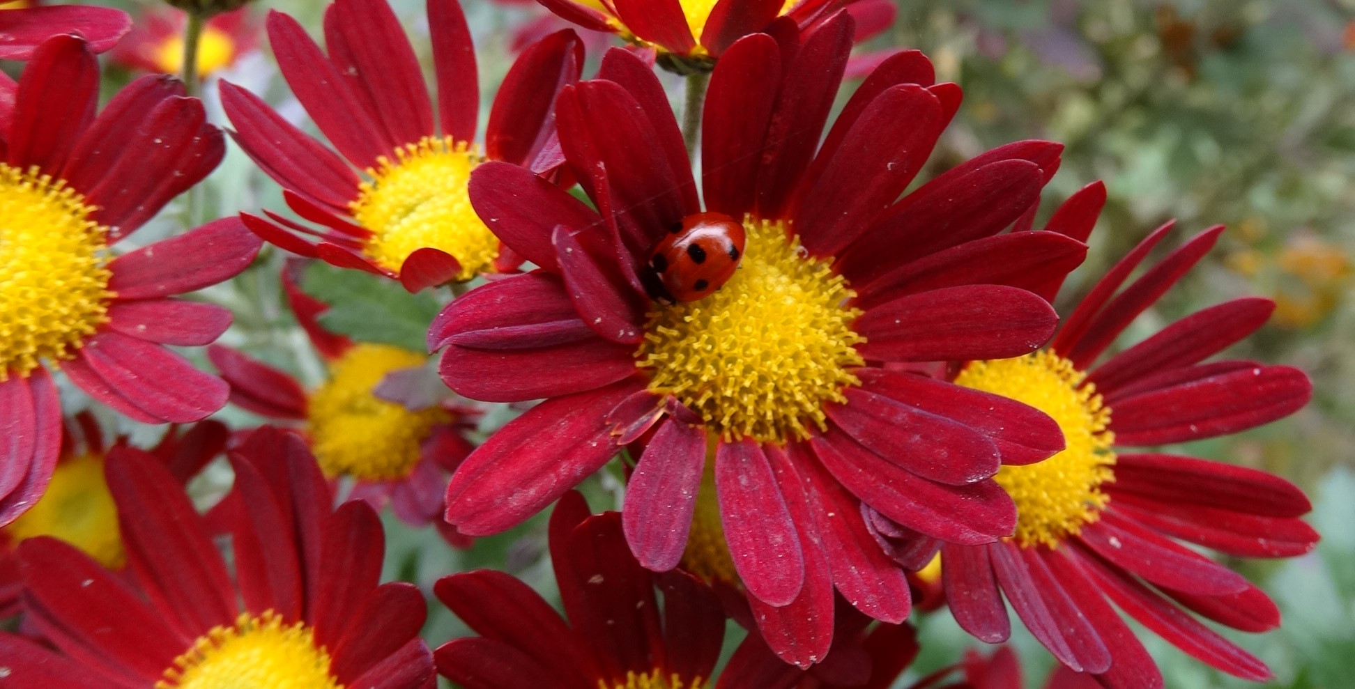 Növényvédelmi teendők – 2023. szeptember 2. hét