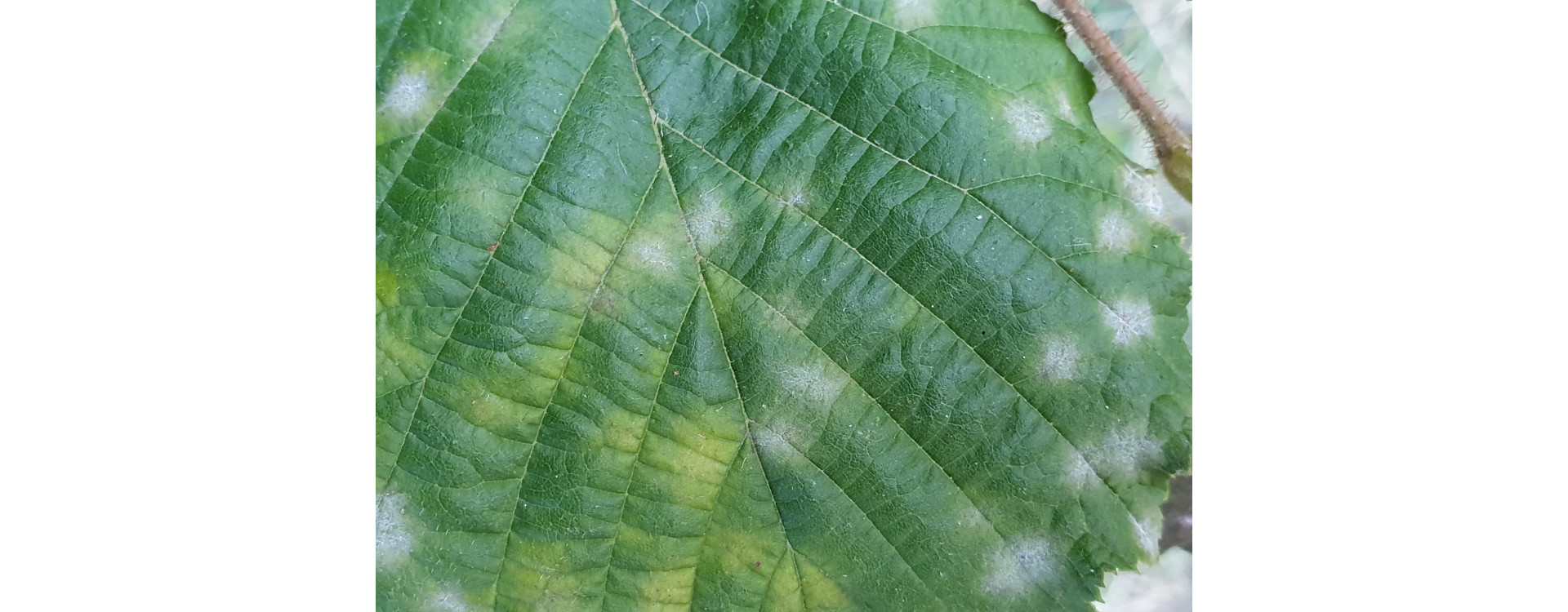 2021. évi 17. növényvédelmi felhívás – Zsigó György