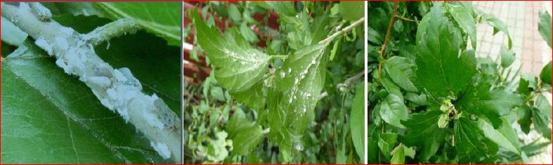 Zsigó György – Hasznos közlendők kertbarátoknak – 2016/17