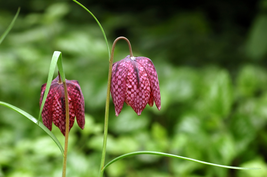 Mérgező sakktáblák