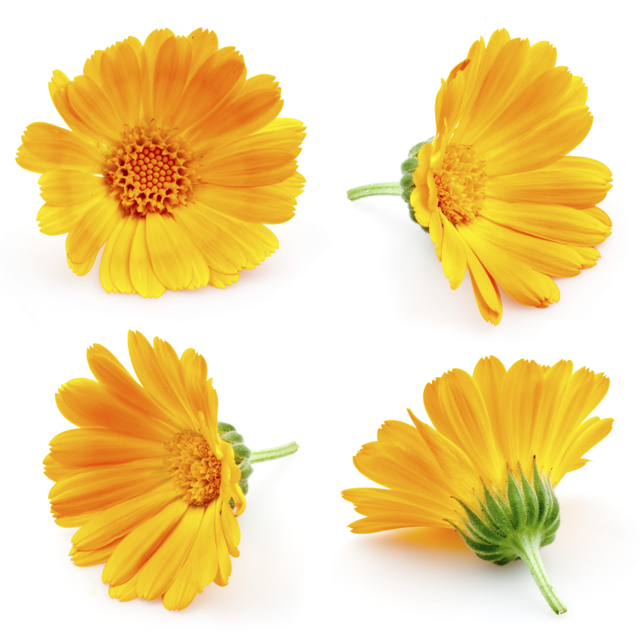 Értékes növényünk a körömvirág