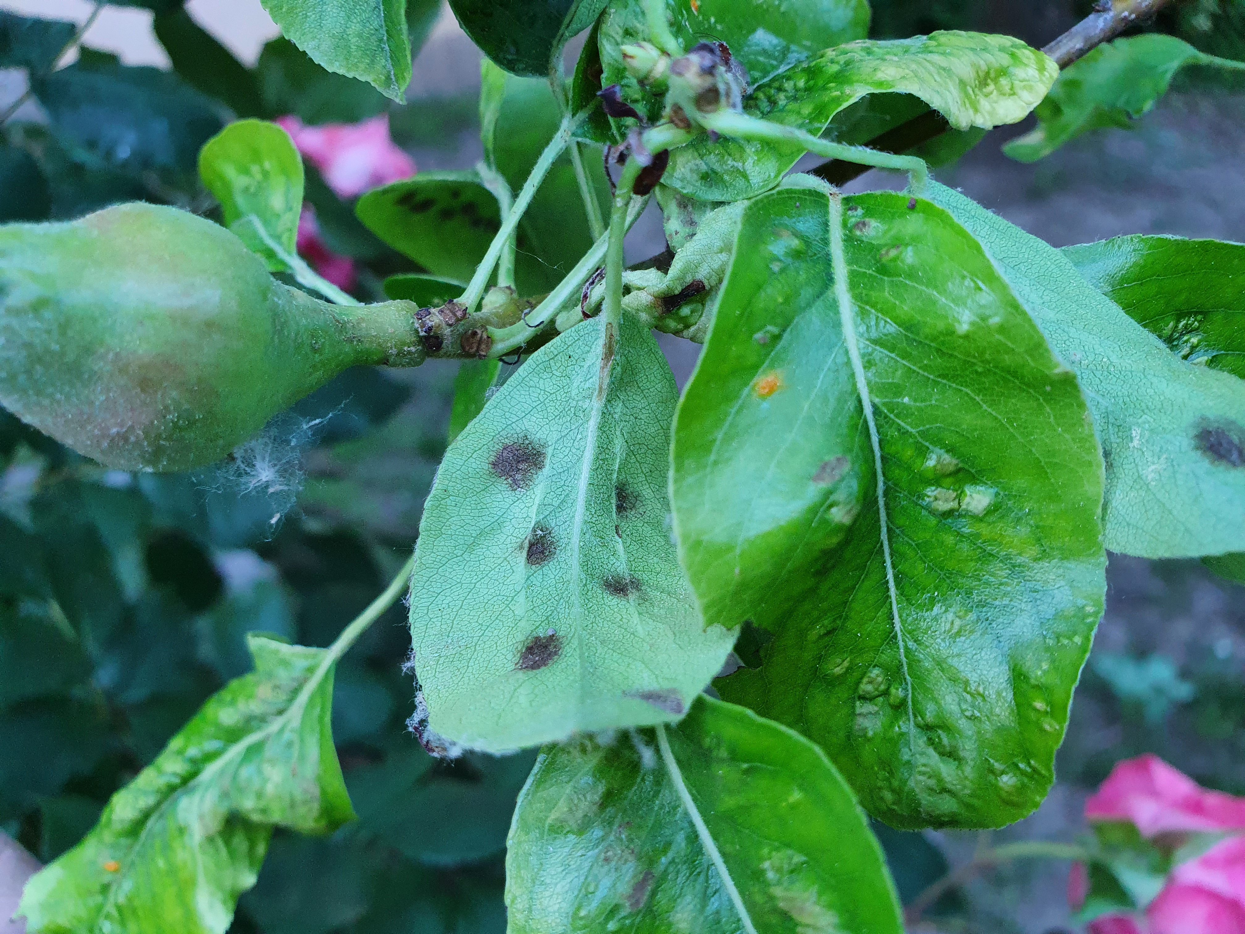 2022. évi 11. növényvédelmi felhívás – Zsigó György