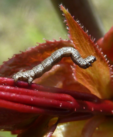Zsigó György – Hasznos közlendők kertbarátoknak – 2014/5