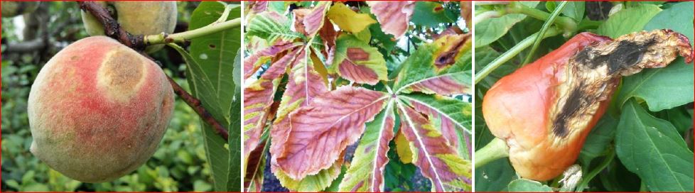 Zsigó György – Hasznos közlendők kertbarátoknak – 2017/16