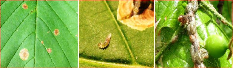 Zsigó György – Időszerű növényvédelmi teendők a közterületeken – 2016/4