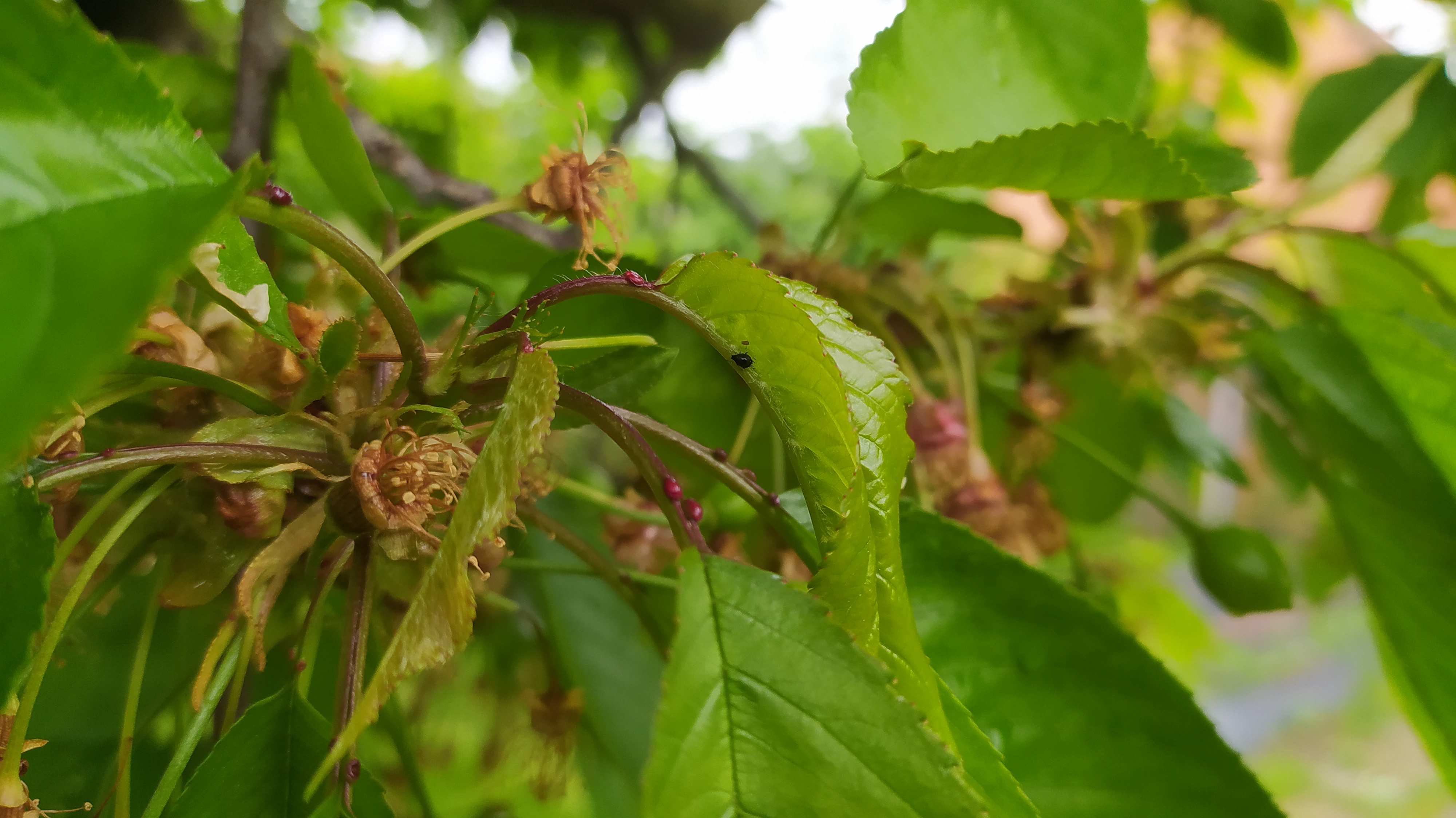 Növényvédelmi teendők – 2022. május 6-12.