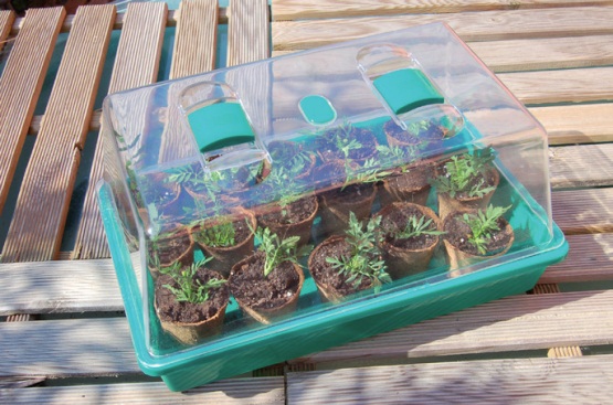 Folytassuk a palántázást. Mini üvegházak.