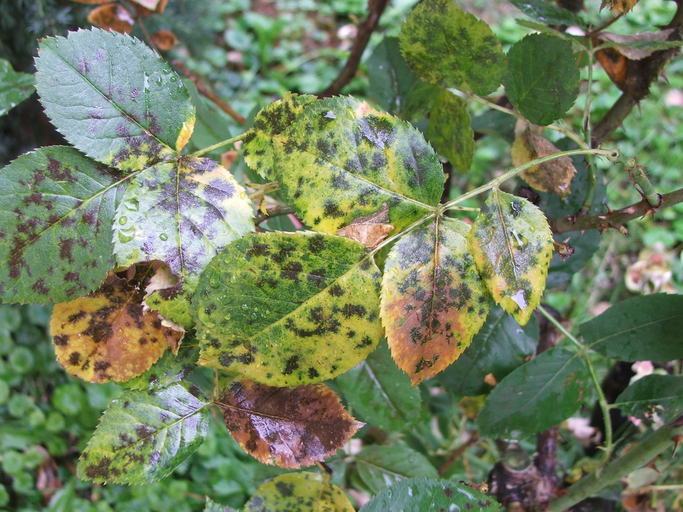 Növényvédelmi teendők – 2013. július 8-14.