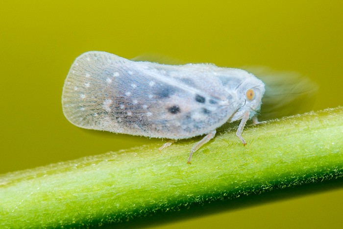 Növényvédelmi teendők –  2018. július 21-28.