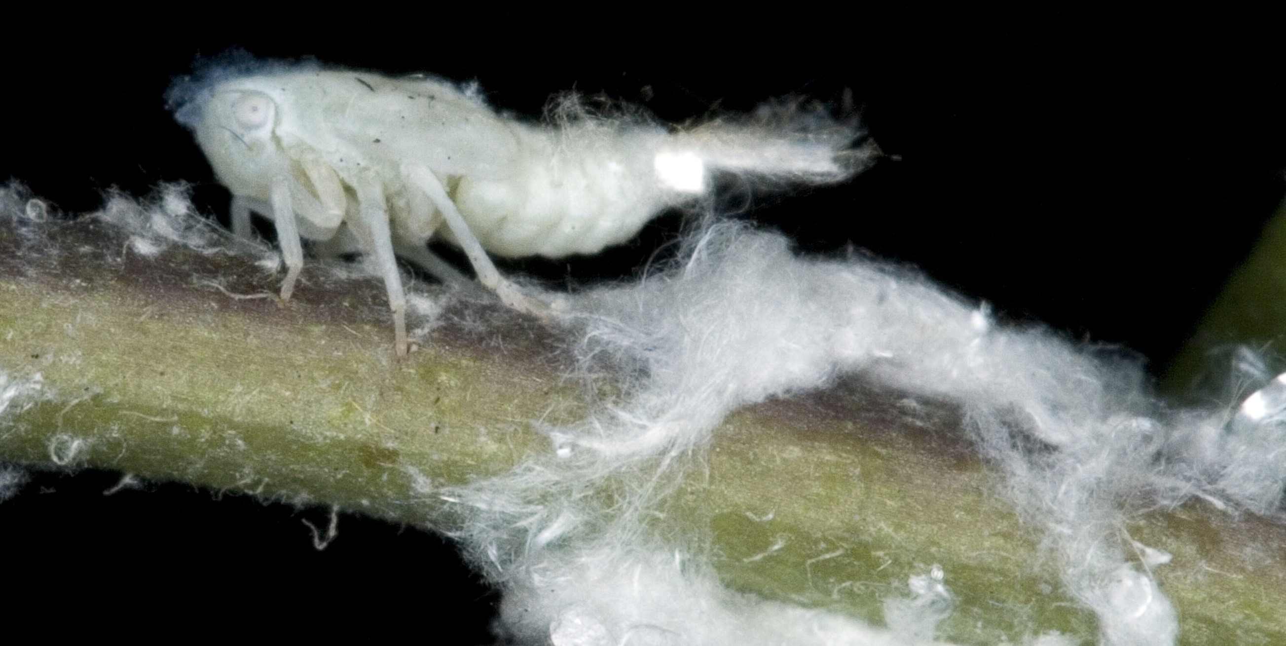 Növényvédelmi teendők – 2023. június 5. hét