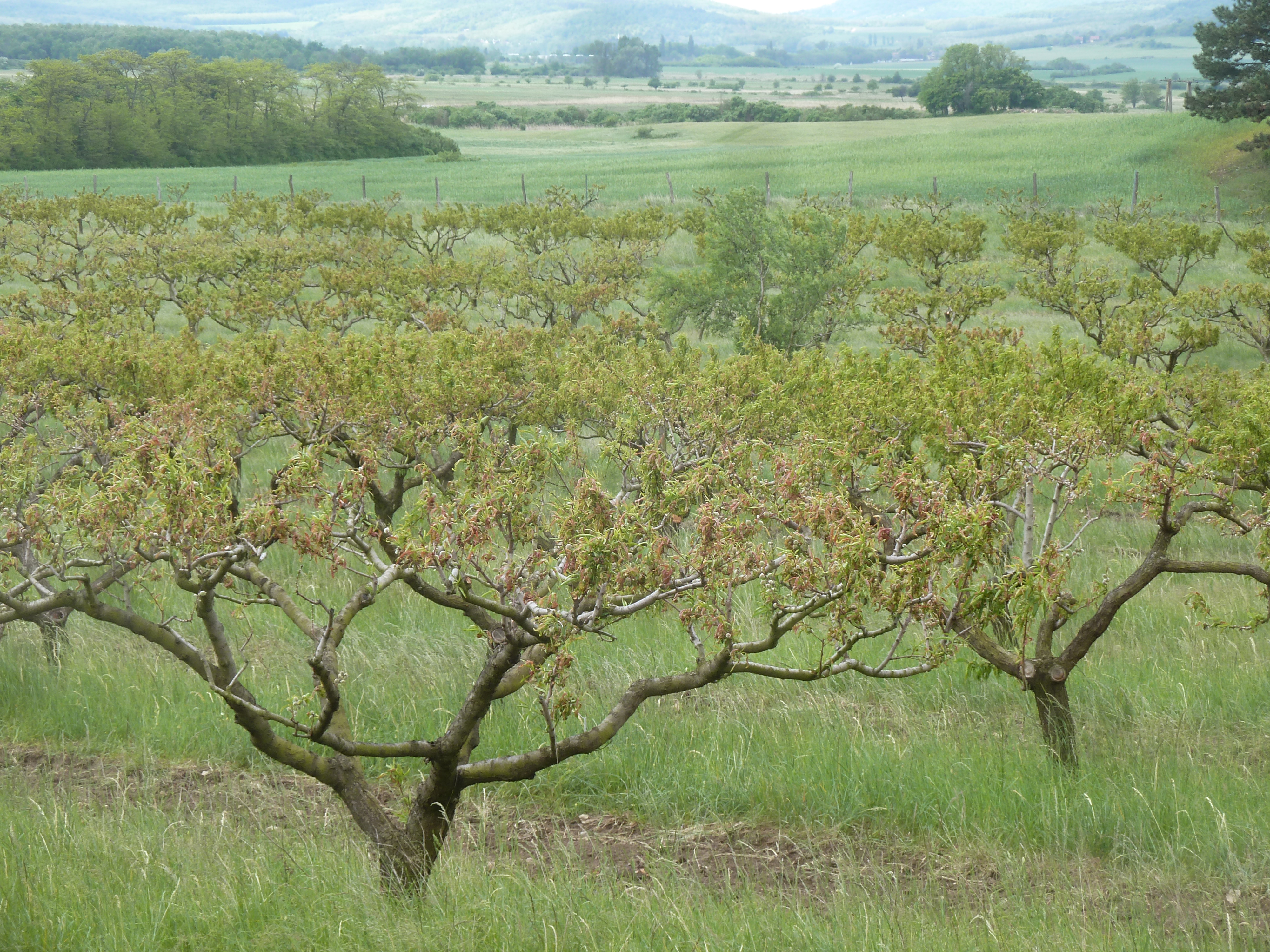2022. évi 5. növényvédelmi „tafrinás” felhívás – Zsigó György