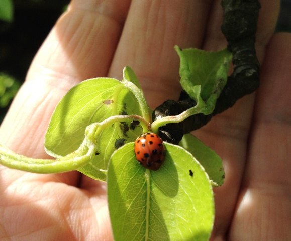 Zsigó György – Hasznos közlendők kertbarátoknak – 2014/10