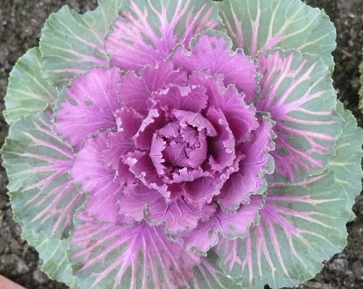 Kedvcsináló a díszkáposztához