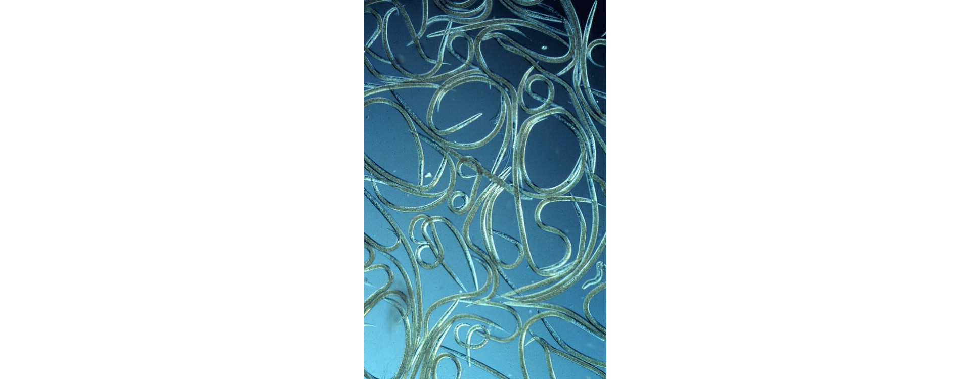 Fonalférgek alkalmazása a talajlakó károsítók elleni védelemben