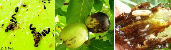 Zsigó György – Hasznos közlendők kertbarátoknak – 2018/15