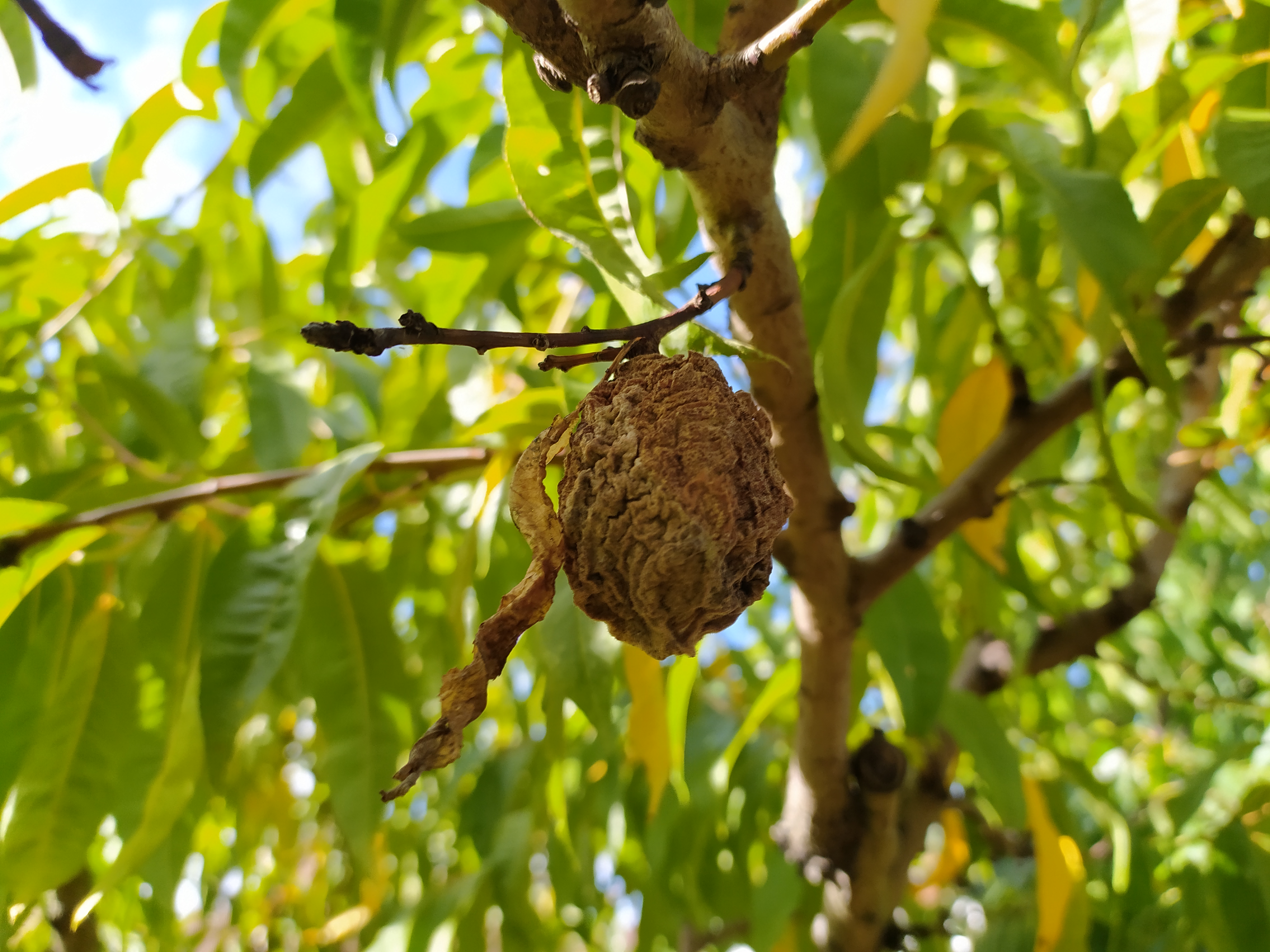 Szedjük le a fákról a gyümölcsmúmiákat!