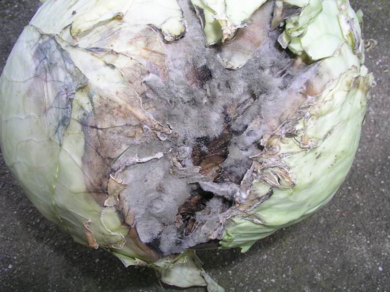A káposzta botrítiszes rothadása