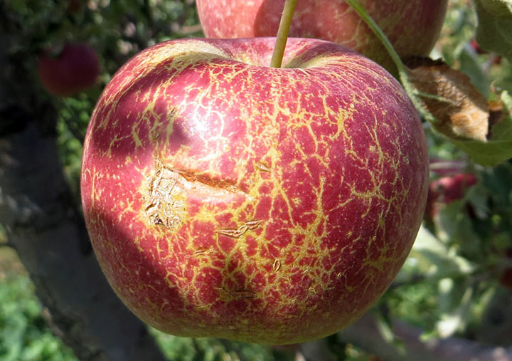 Lisztharmat tünete a termésen