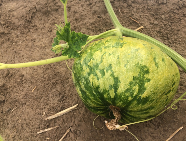 Dinnyemozaik vírussal fertőzőtt dinnye termés