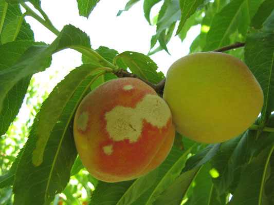 Őszibarack-lisztharmat tünete termésen