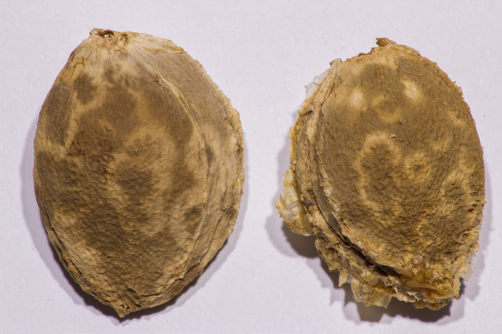 Hímlővírus tünete kajszimagon