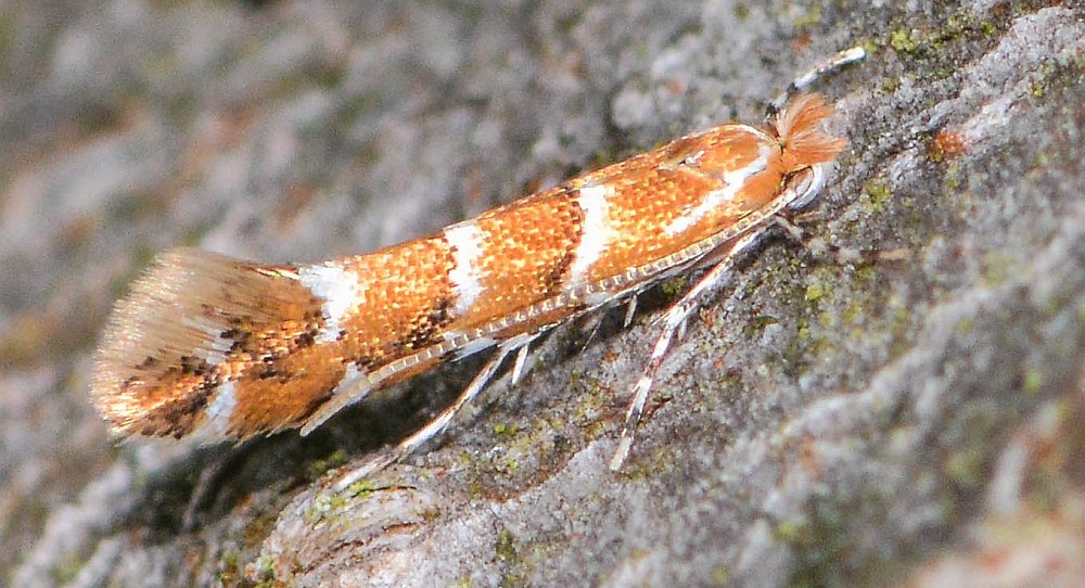 vadgesztenyelevél-aknázómoly