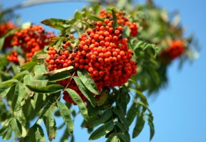 A madarak számára fontos téli csemege