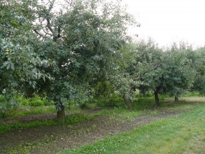 Növényvédő szer, engedély visszavonások