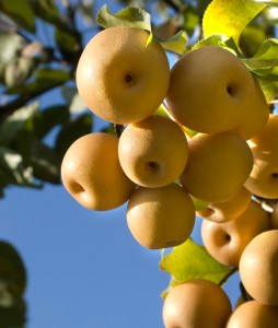 A japán körte nem utóérő