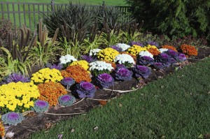 Szoliterként a nagyok, de sorban az apróbbak is nagyon jól mutatnak