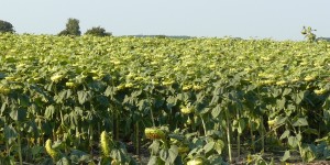 Napraforgó csávázására