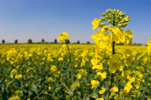 Változás a növényvédő szerekben