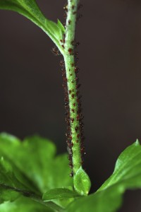 Ha nem sikerül időben elkapni őket, egyre többen lesznek