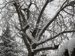 Főként a korai gyümölcsfajták a veszélyeztetettebbek