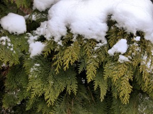Ha végre megjön hó, a tujáról le kell verni