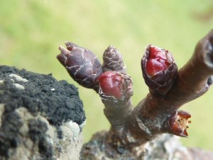 Fotó: Zsigó György