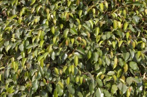 Szoba- és balkonnövényeknél alkalmazható rovarölő táprúd