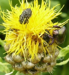 Növényvédelmi Tudományos Napok