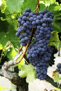 Szőlőben orbánc és peronoszpóra ellen alkalmazható