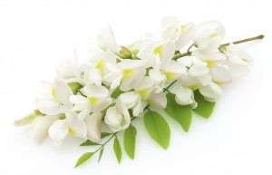 A kincset érő virág