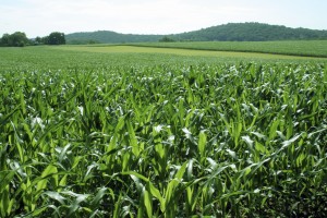 Minerve gyomirtó permetezőszer néven is