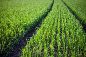 Új Medax Top növekedésszabályozó permetezőszer