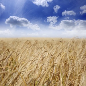 Új Trinity gyomirtó permetezőszer