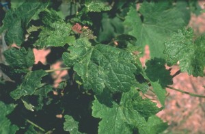 Zsigó György – Hasznos közlendők kertbarátoknak – 2014/8