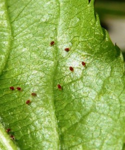 Zsigó György – Hasznos közlendők kertbarátoknak – 2014/8