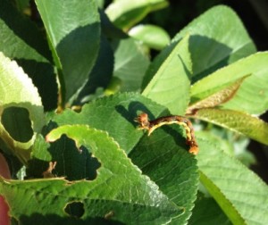 Zsigó György – Hasznos közlendők kertbarátoknak – 2014/10
