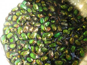 Zsigó György – Hasznos közlendők kertbarátoknak – 2014/12