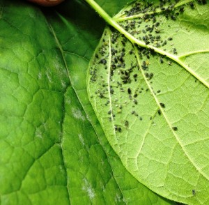 Időszerű növényvédelmi teendők a közterületeken